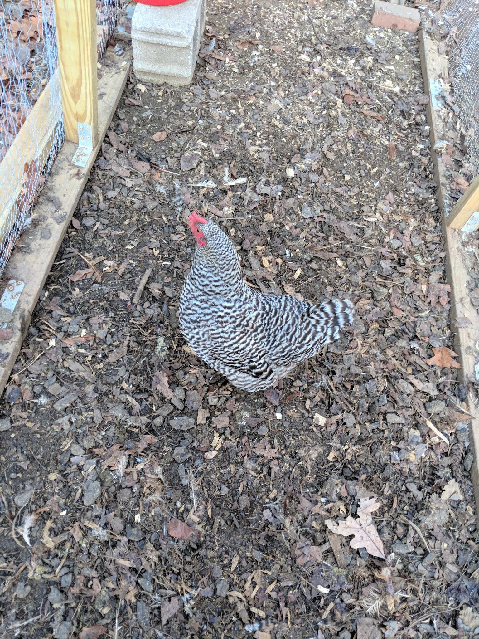 Barred Rock hen returning to the coop
