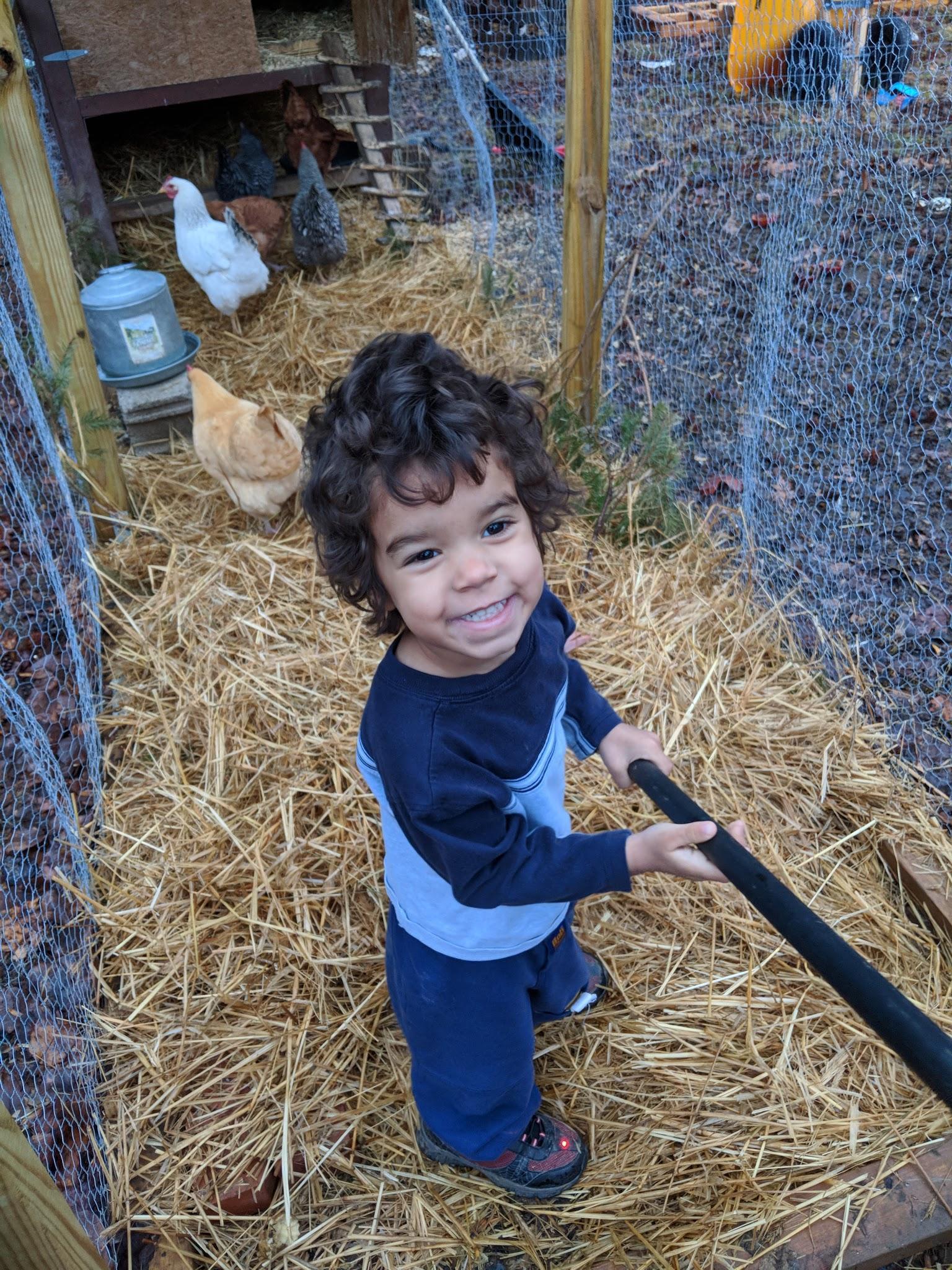 child mixing straw in chicken coop
