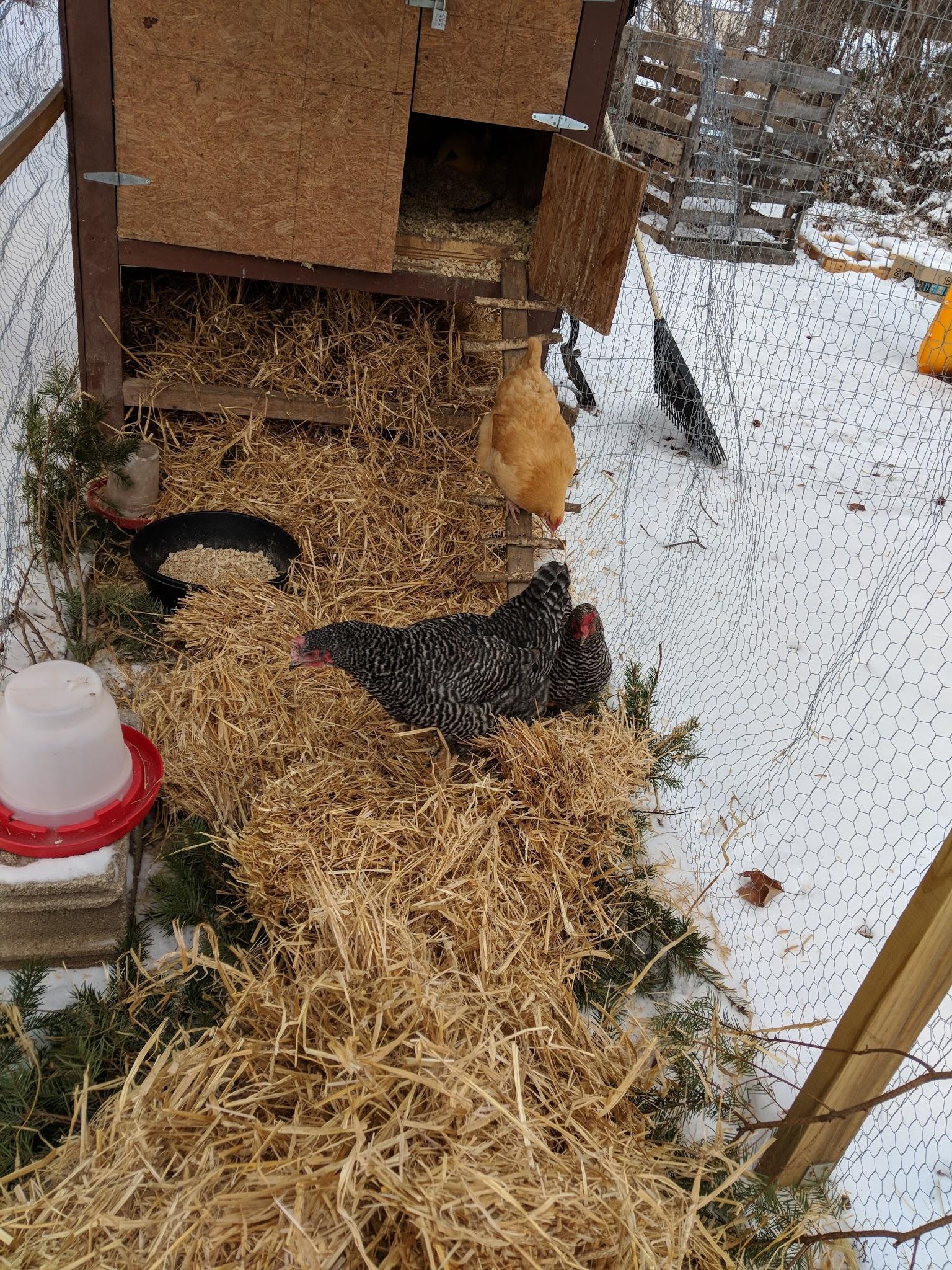 Chickens playing in straw in the winter