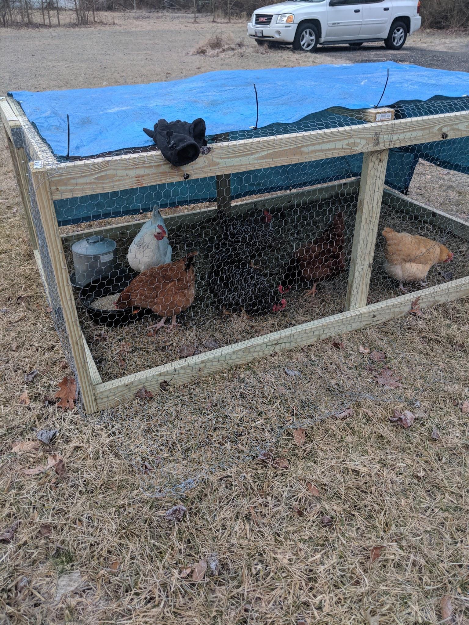 Laying hens in chicken tractor
