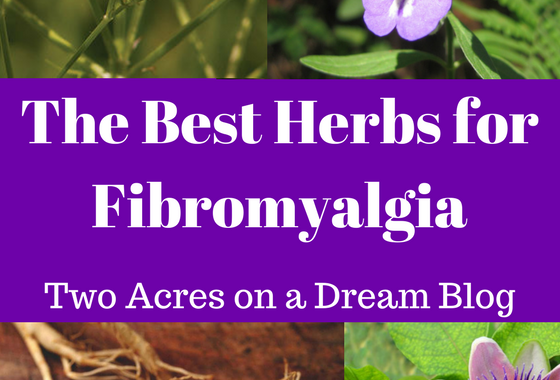 Pictures of herbs for fibromyalgia