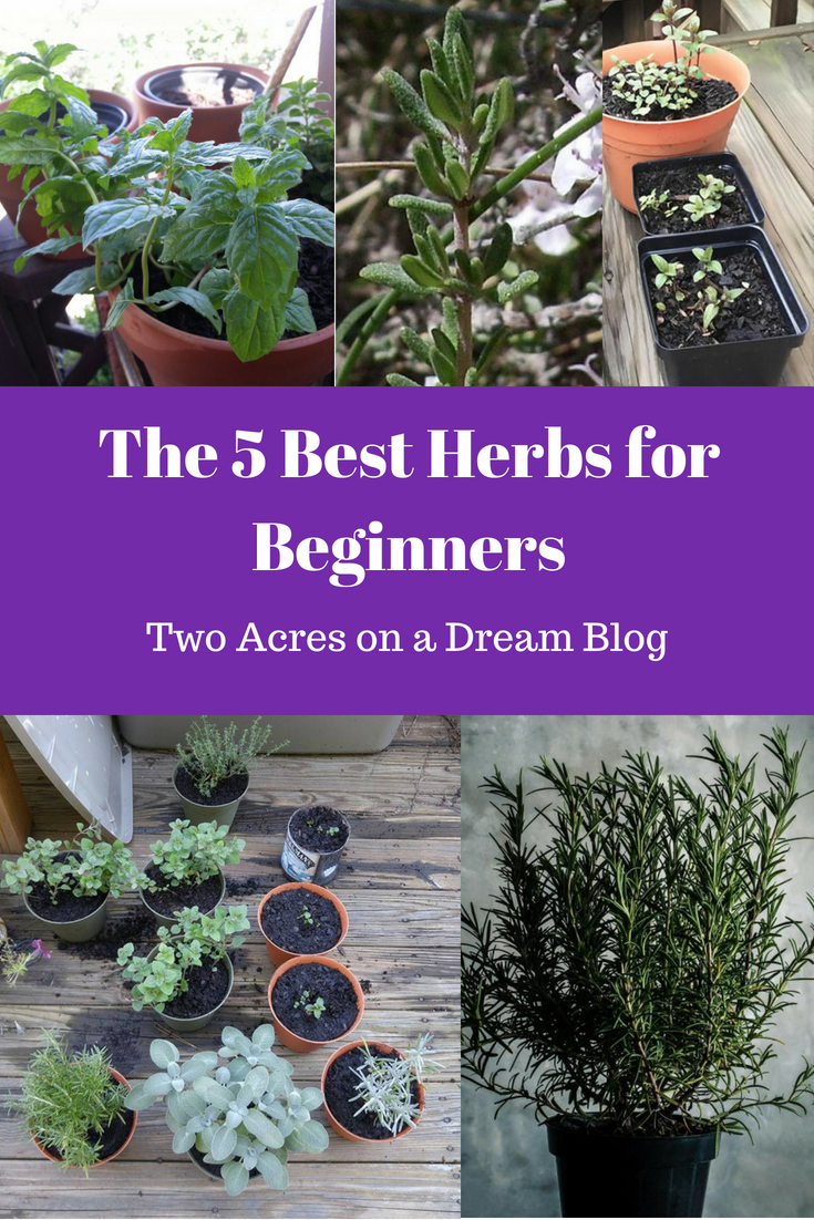 five best herbs for beginners
