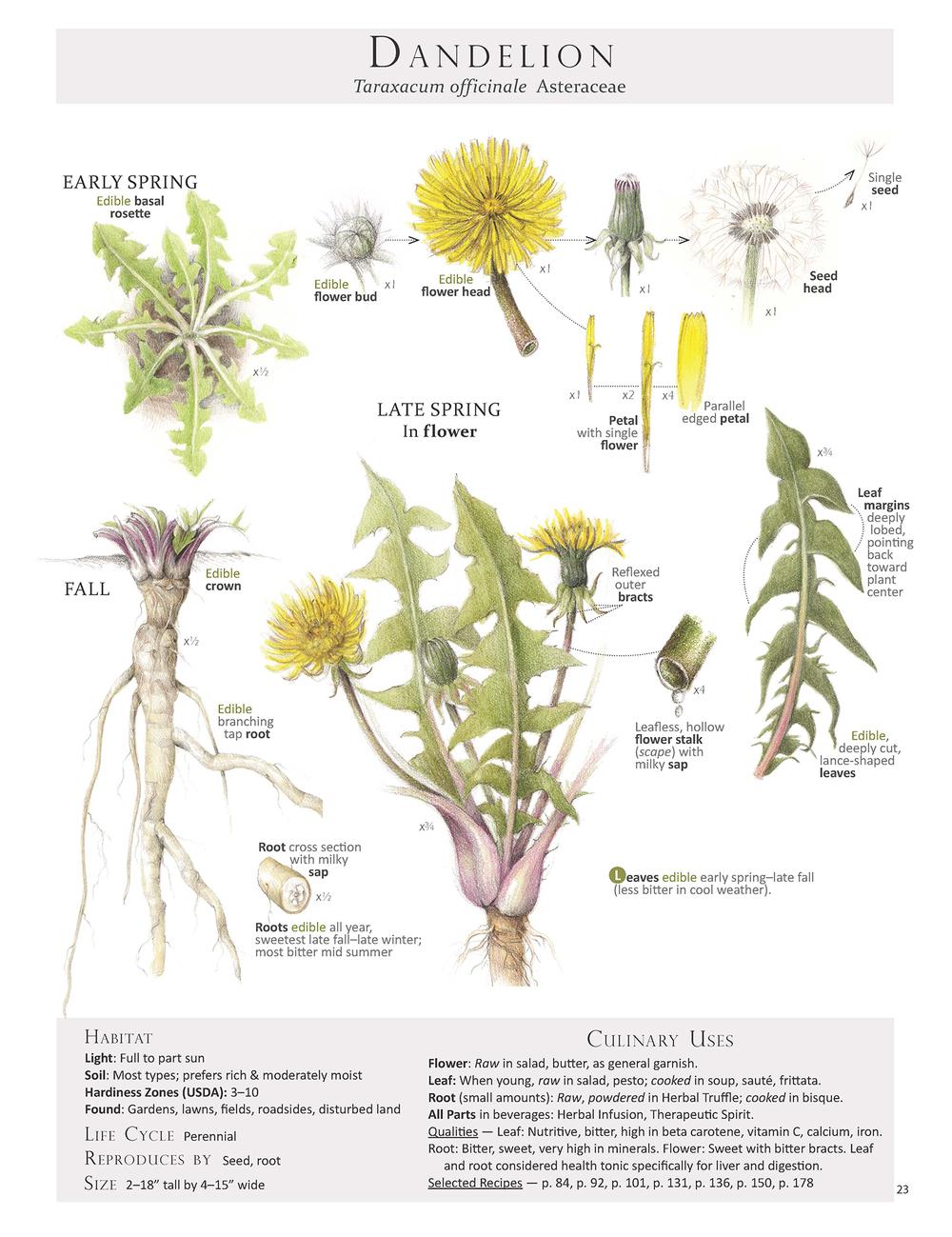 various parts of the dandelion and when they can be harvested
