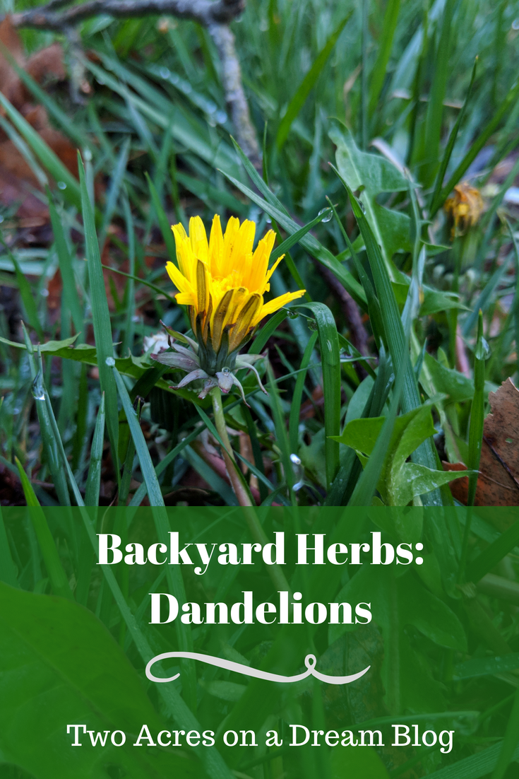 dandelion herb in my backyard