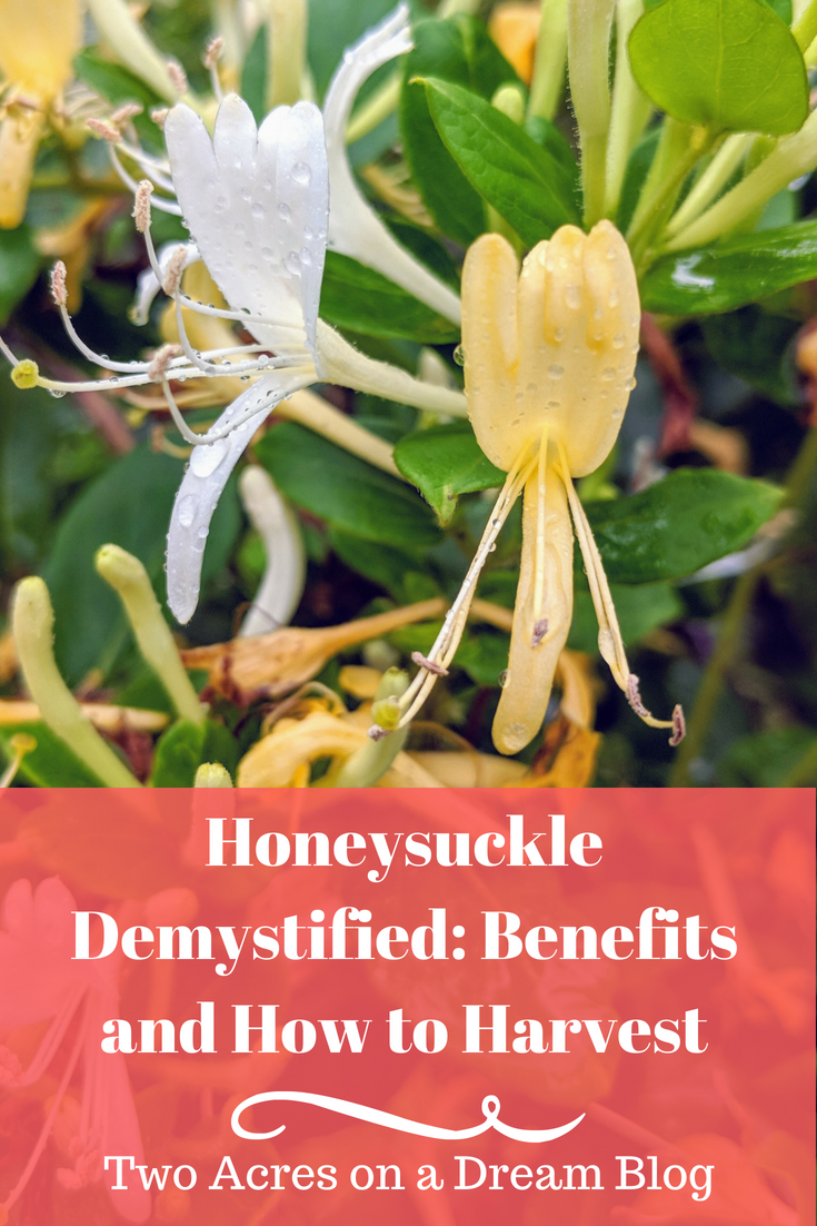 Honeysuckle Demystified Benefits and How to Harvest