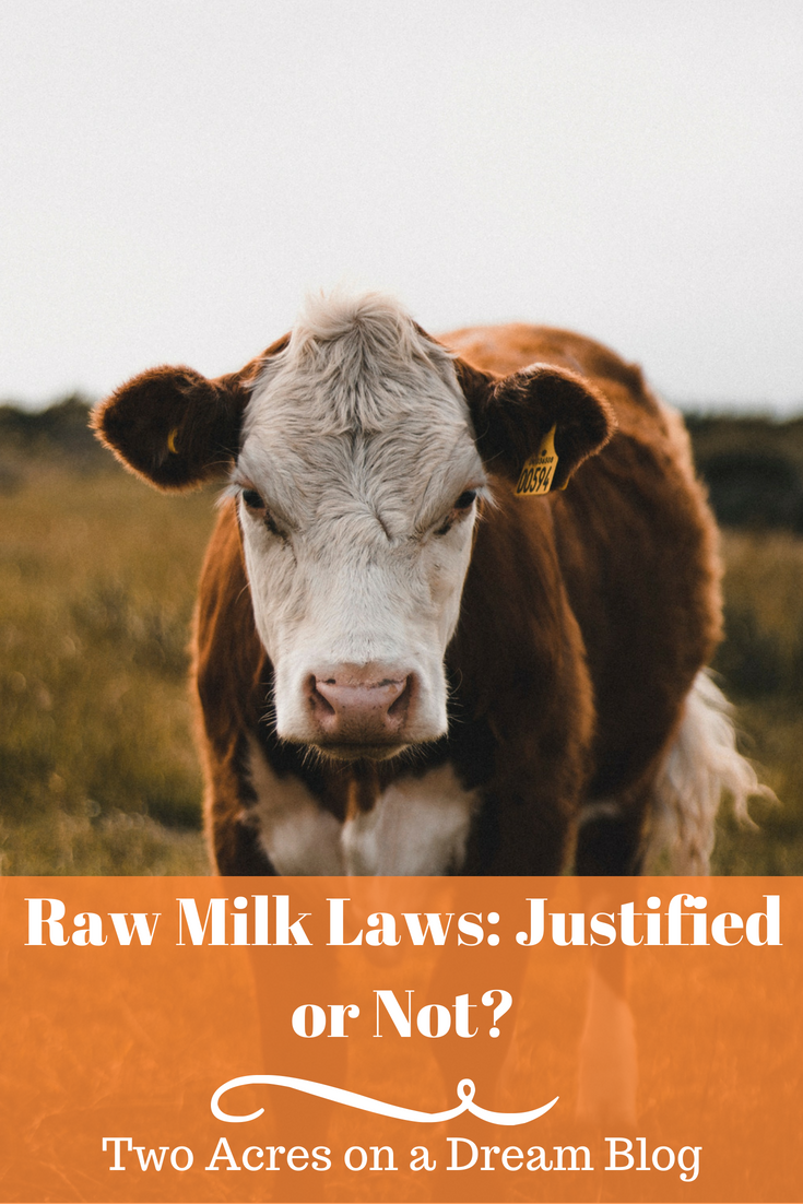 cow in field for raw milk laws